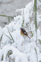 雪のジョー