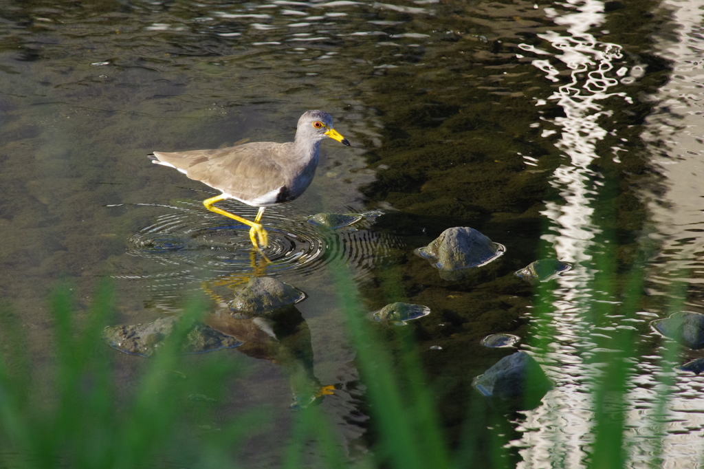 水辺のケリ
