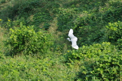 乱舞２