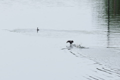 野鳥のいる風景３　カイツブリ