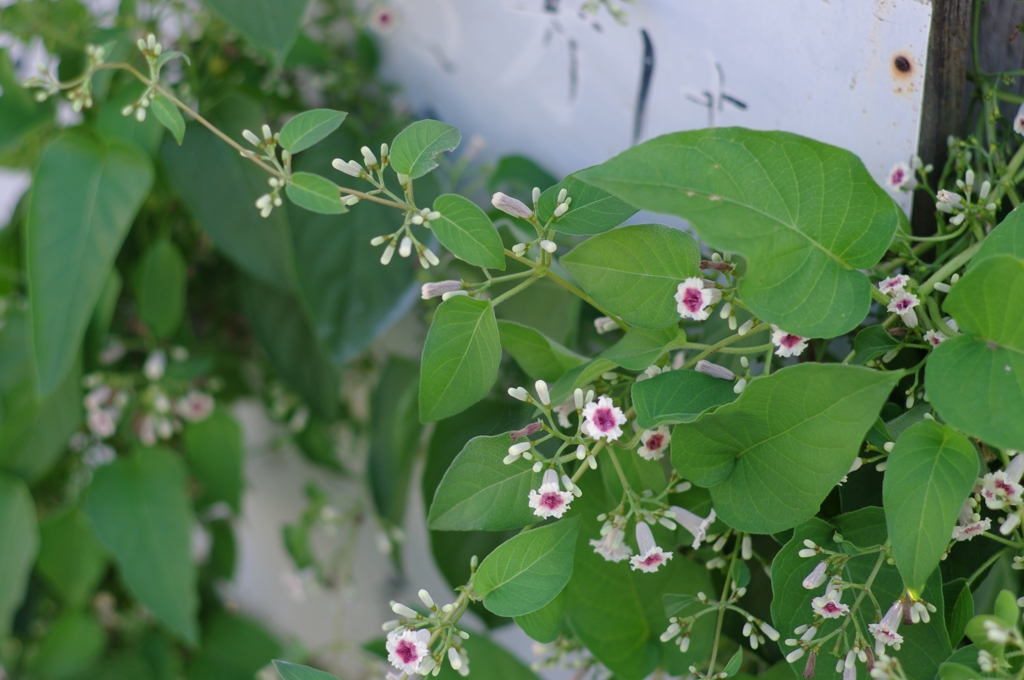 何て花？