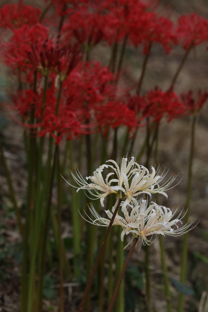 Lycoris