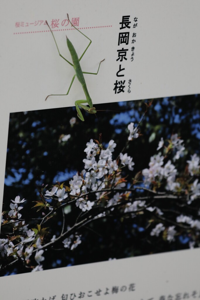 桜を愛でる