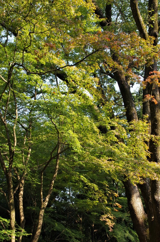 神社の杜