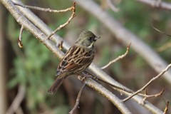 冬の鳥たち　アオジ