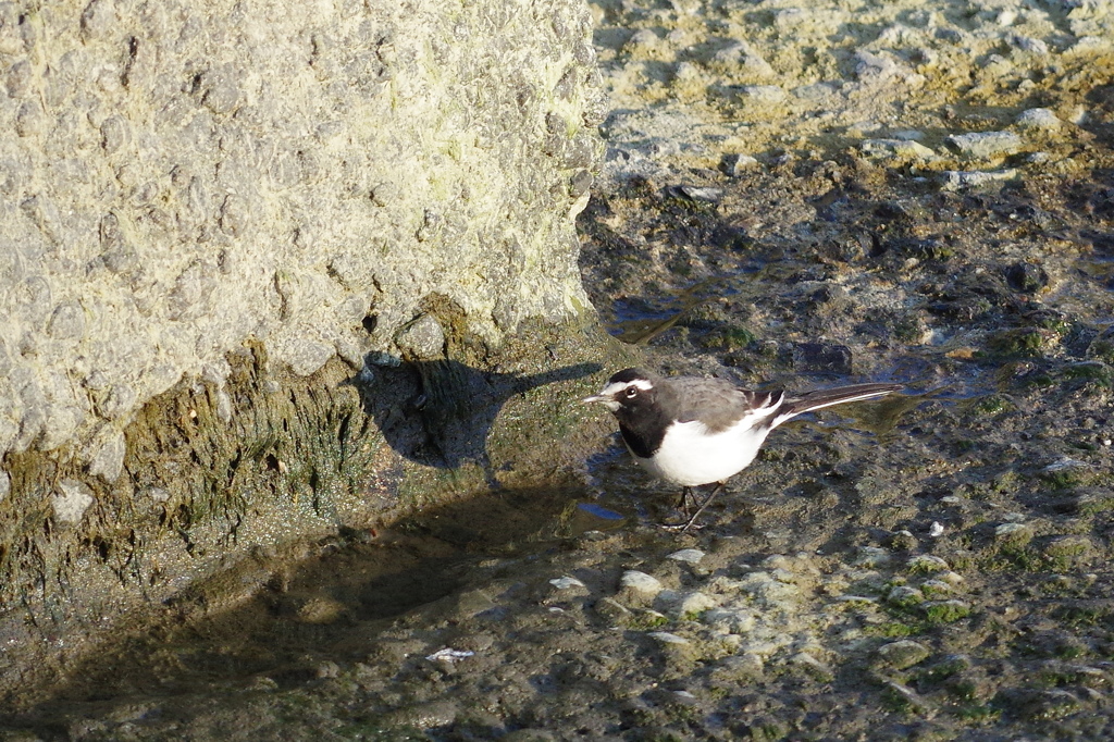 鳥の影