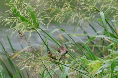 カワラヒワとスズメ１