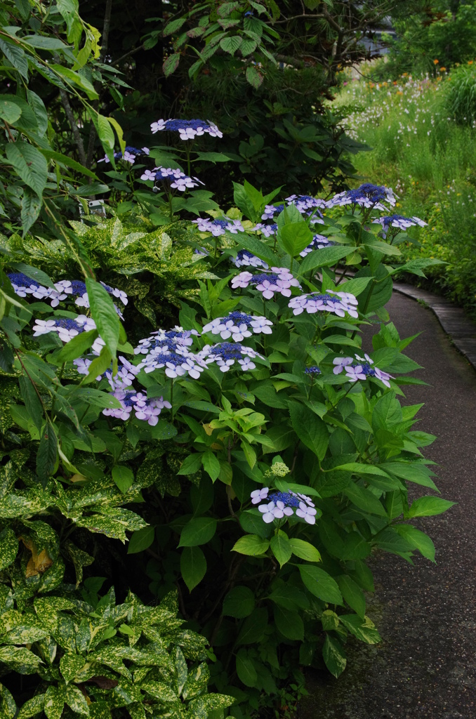 花の小道