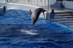 水族館イルカショー１２