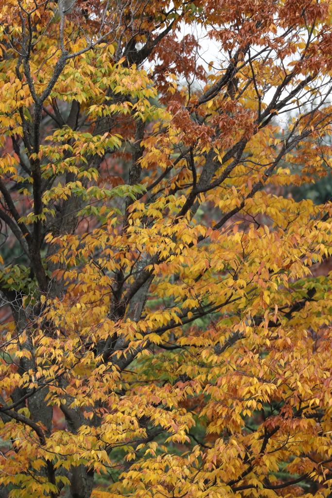 晩秋の公園