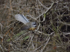 NZ fantail 2