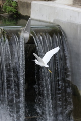 落水