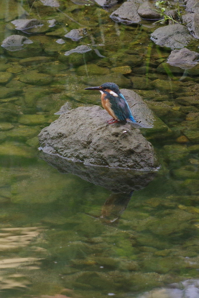 カワセミ３
