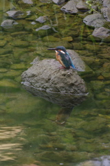 カワセミ３