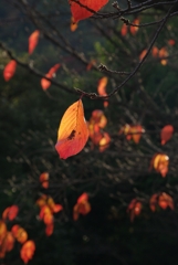 Sky lantern