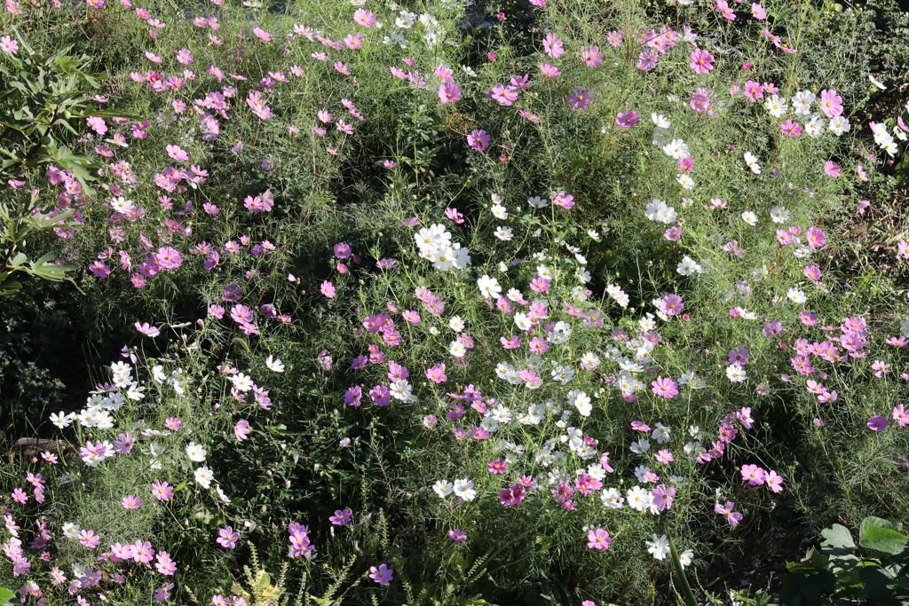 秋桜