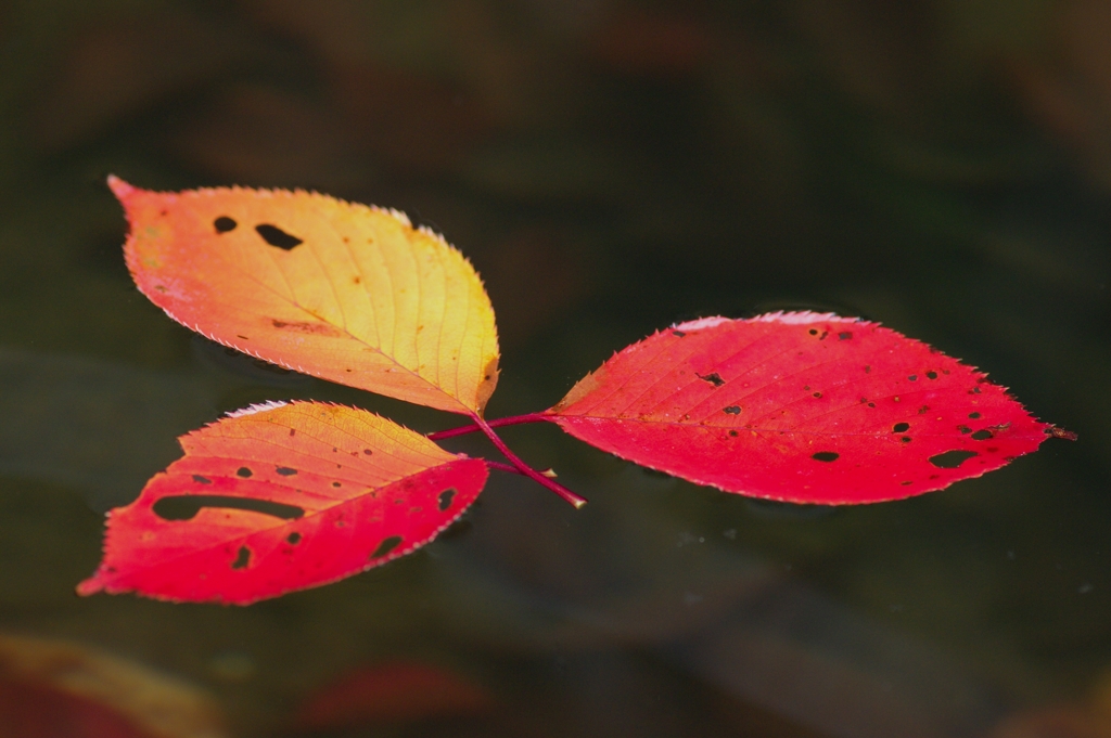 Beautiful　leaves