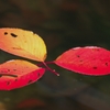 Beautiful　leaves