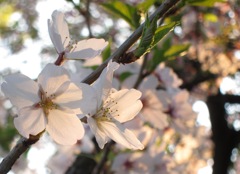 桜：夕日に透かして