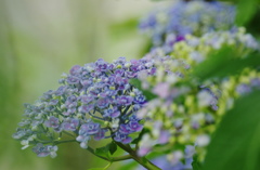 紫陽花 (2)