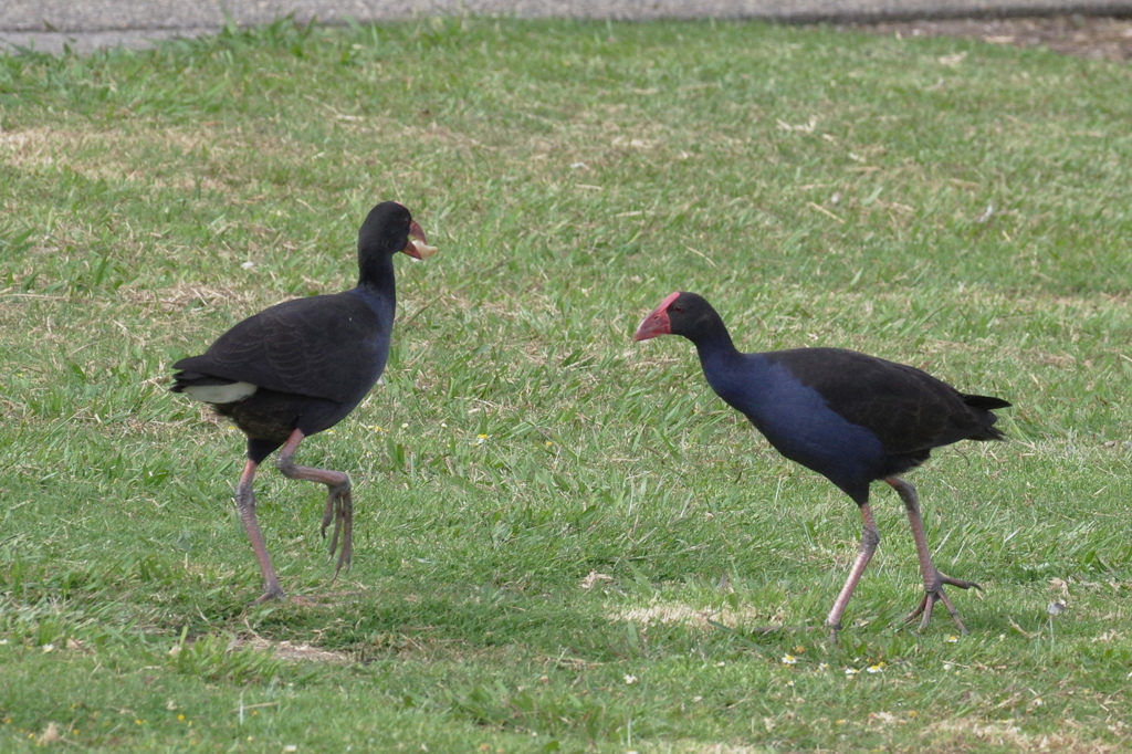 PUKEKO4