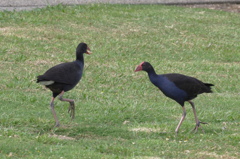 PUKEKO4