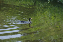 カワウ