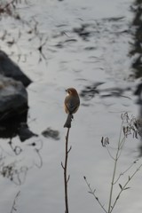 冬の鳥たち