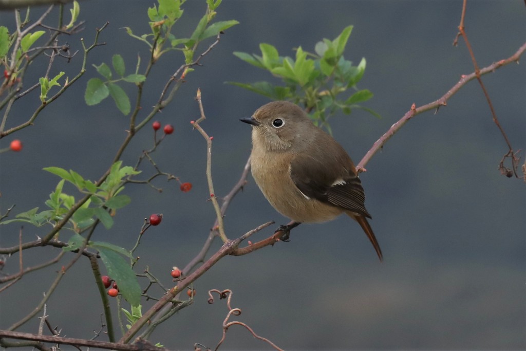 尉鶲♀赤い実２