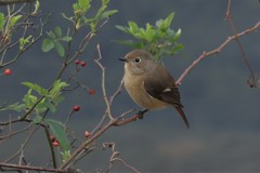 尉鶲♀赤い実２