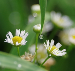 野の花