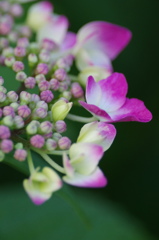 紫陽花２