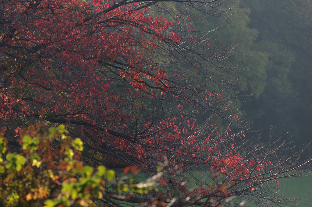 岸辺の秋