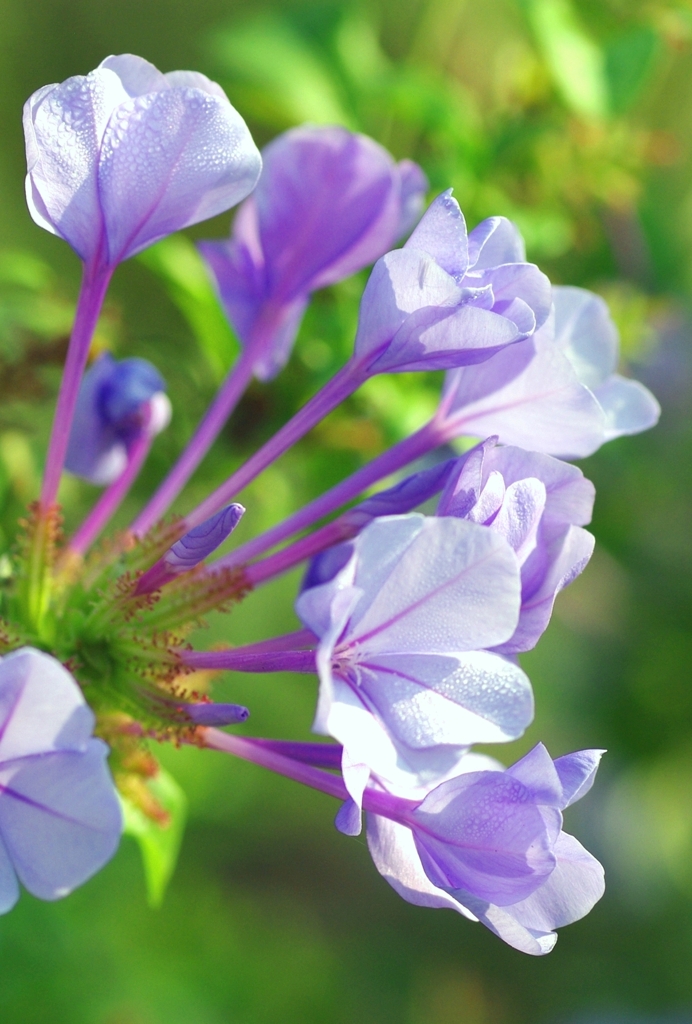 秋の花