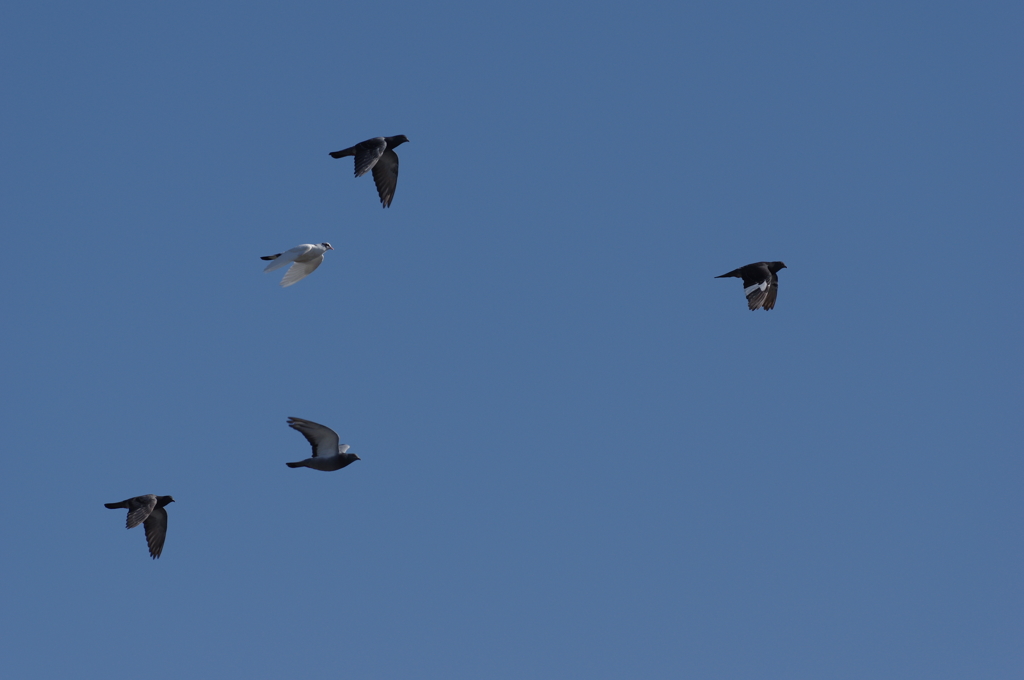 鳩の群れ