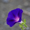 Last blue