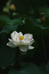 蓮６