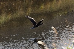 秋のカワウ