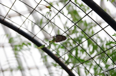温室の蝶２
