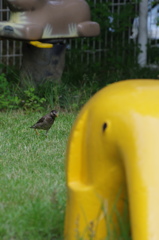 ムクドリとぞうさん