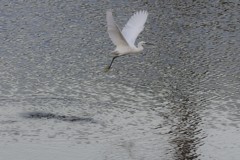 白鷺飛翔