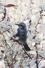 花に埋もれて１