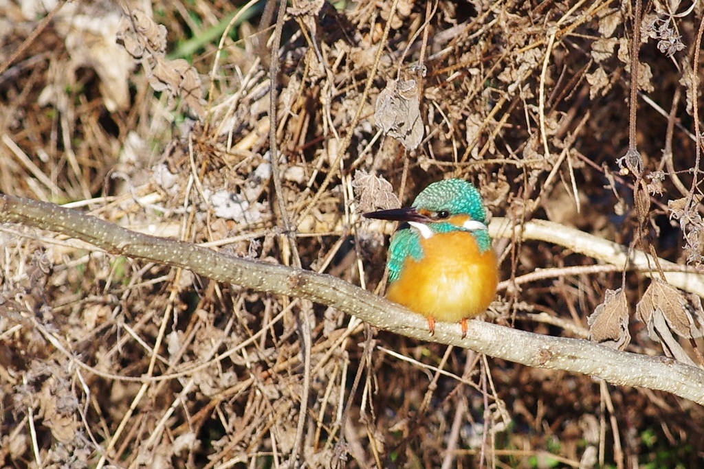 一休みのカワイイカワちゃん
