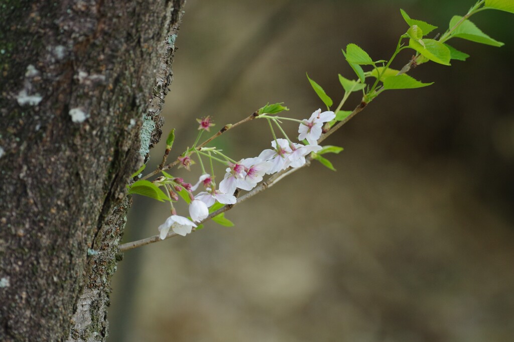 春の花４