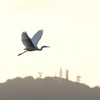 夕暮れに飛ぶ