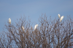 白鷲の木