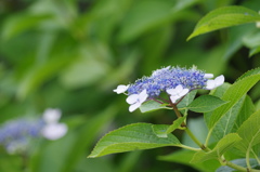 紫陽花