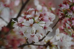 桜の終焉