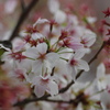 桜の終焉