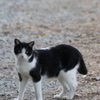 猫の親子３